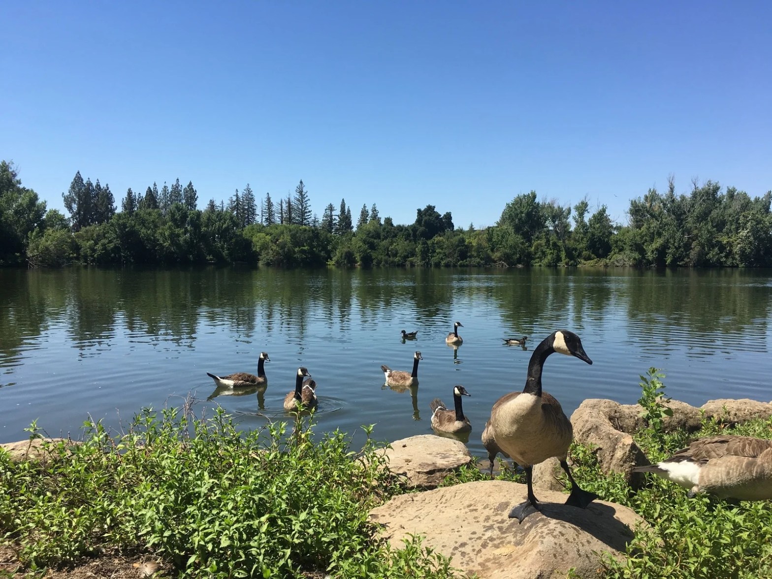 Geese at Woodward Park